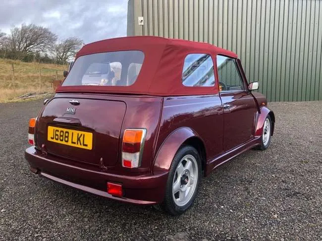 Mini (Lamm)